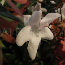 Abelia x grandiflora - Flower - Click to enlarge!